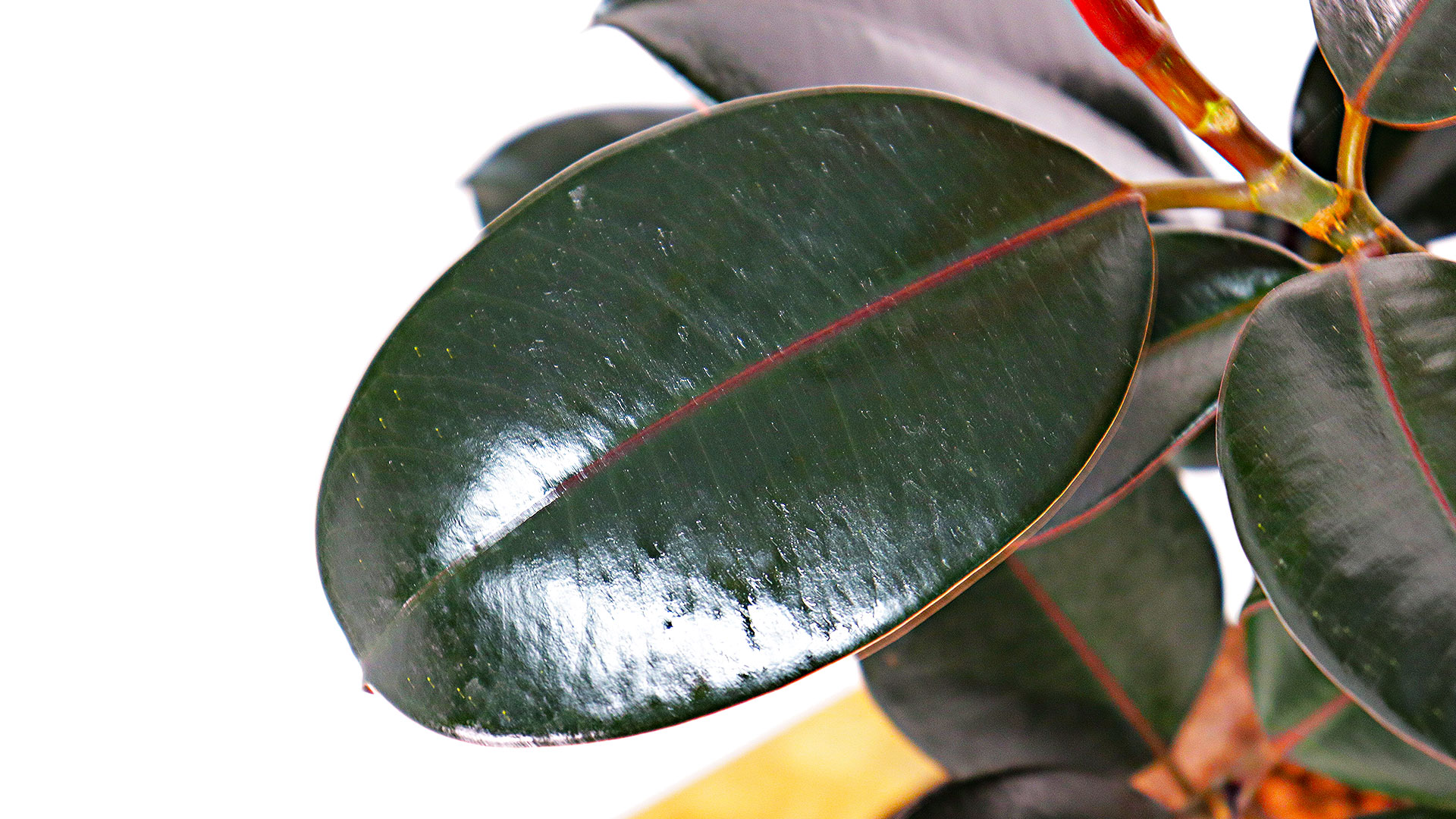 ハイドロカルチャーのフィカスバーガンディの葉っぱの画像