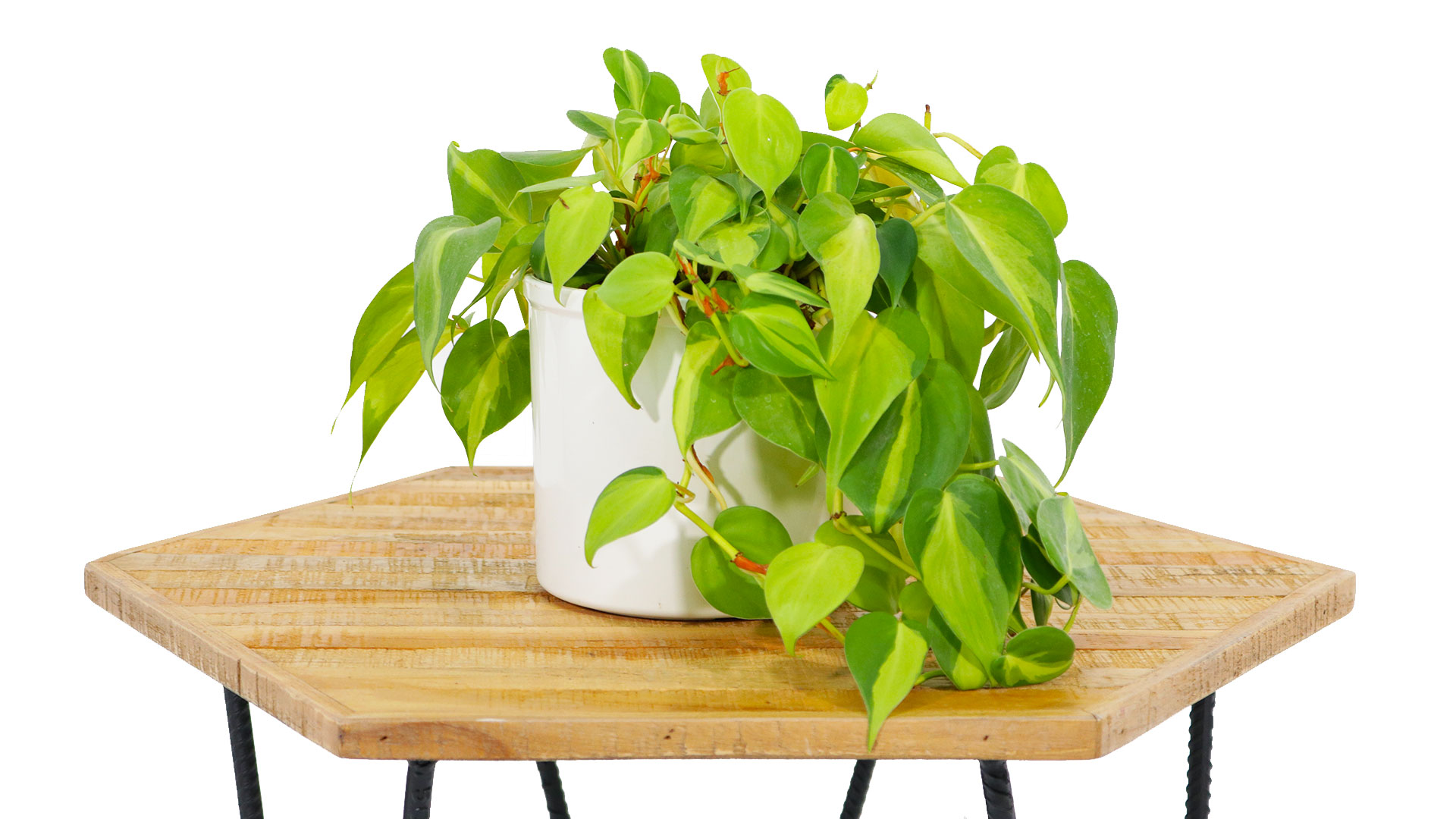 植物 ハイドロ カルチャー 観葉 ハイドロカルチャーには炭が便利！準備品と植え替え方法！