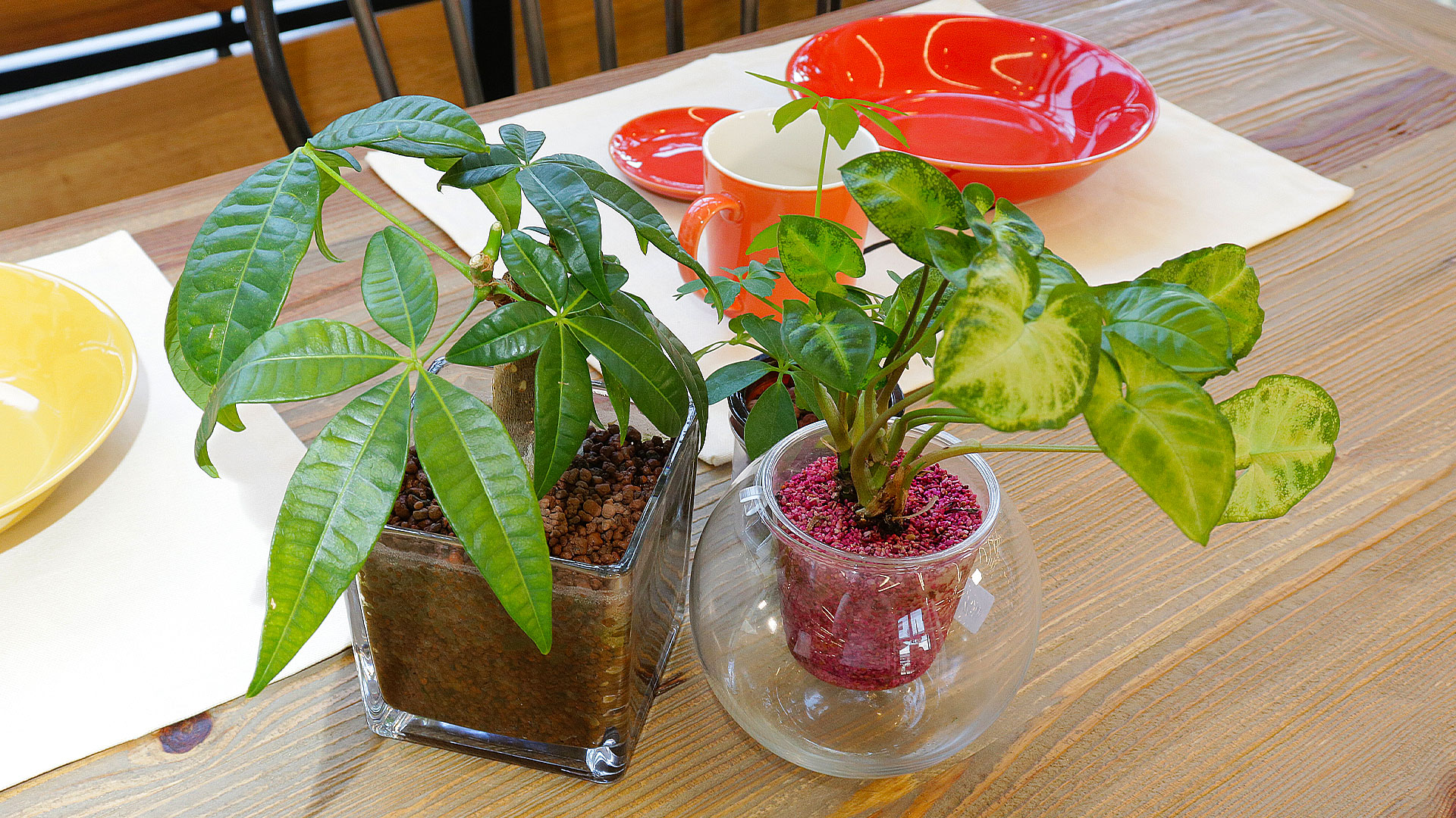 一度観葉植物を枯らした経験のある人にお勧めハイドロカルチャー Maisaka マイサカ家具