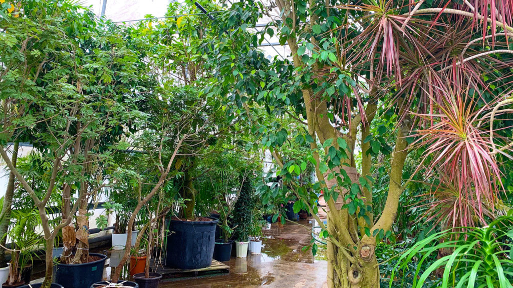 一度観葉植物を枯らした経験のある人にお勧めハイドロカルチャー Maisaka マイサカ家具