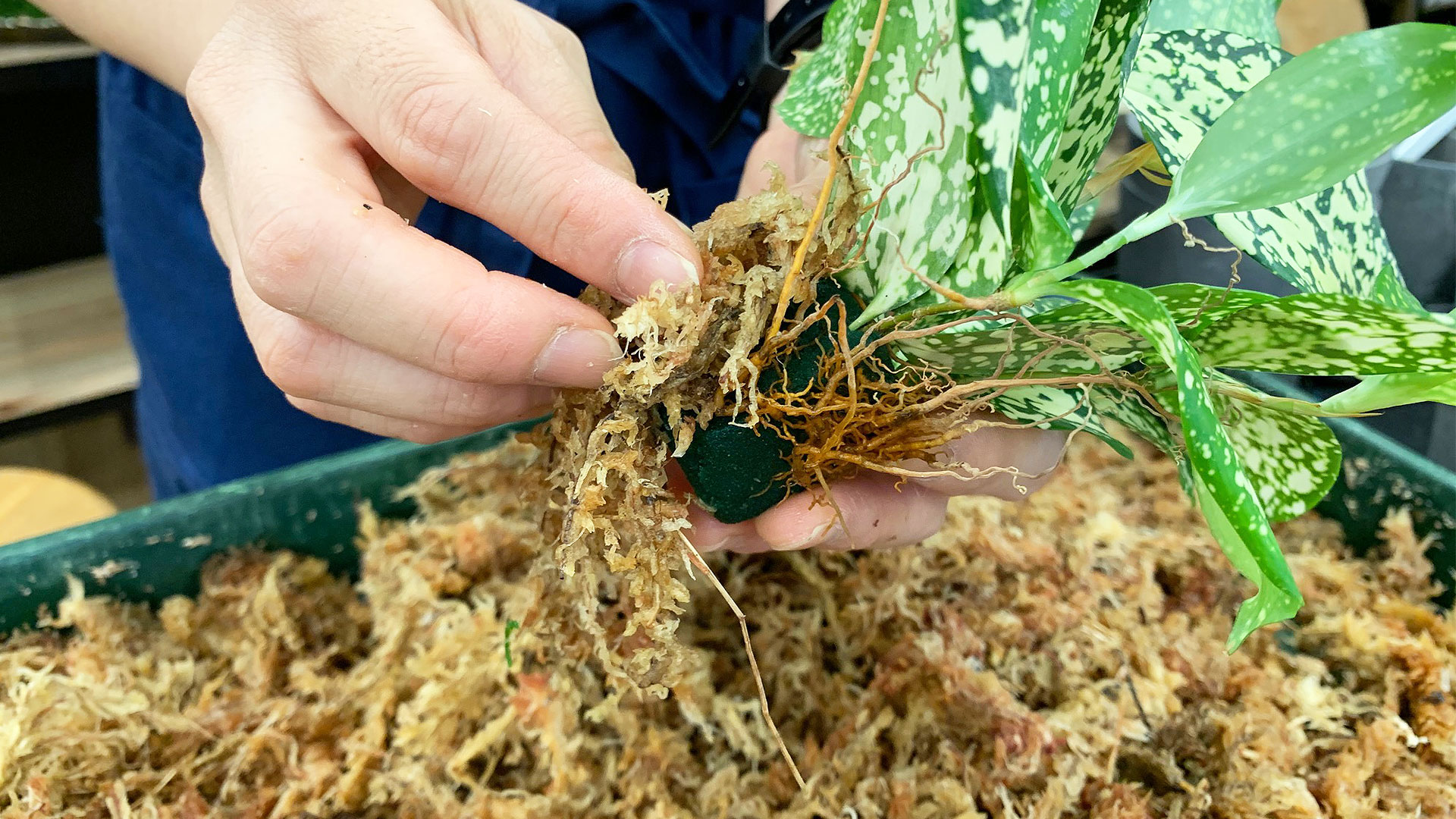 苔玉作りの２番目。苗の回りに水苔を巻き付けて苗を固定する画像