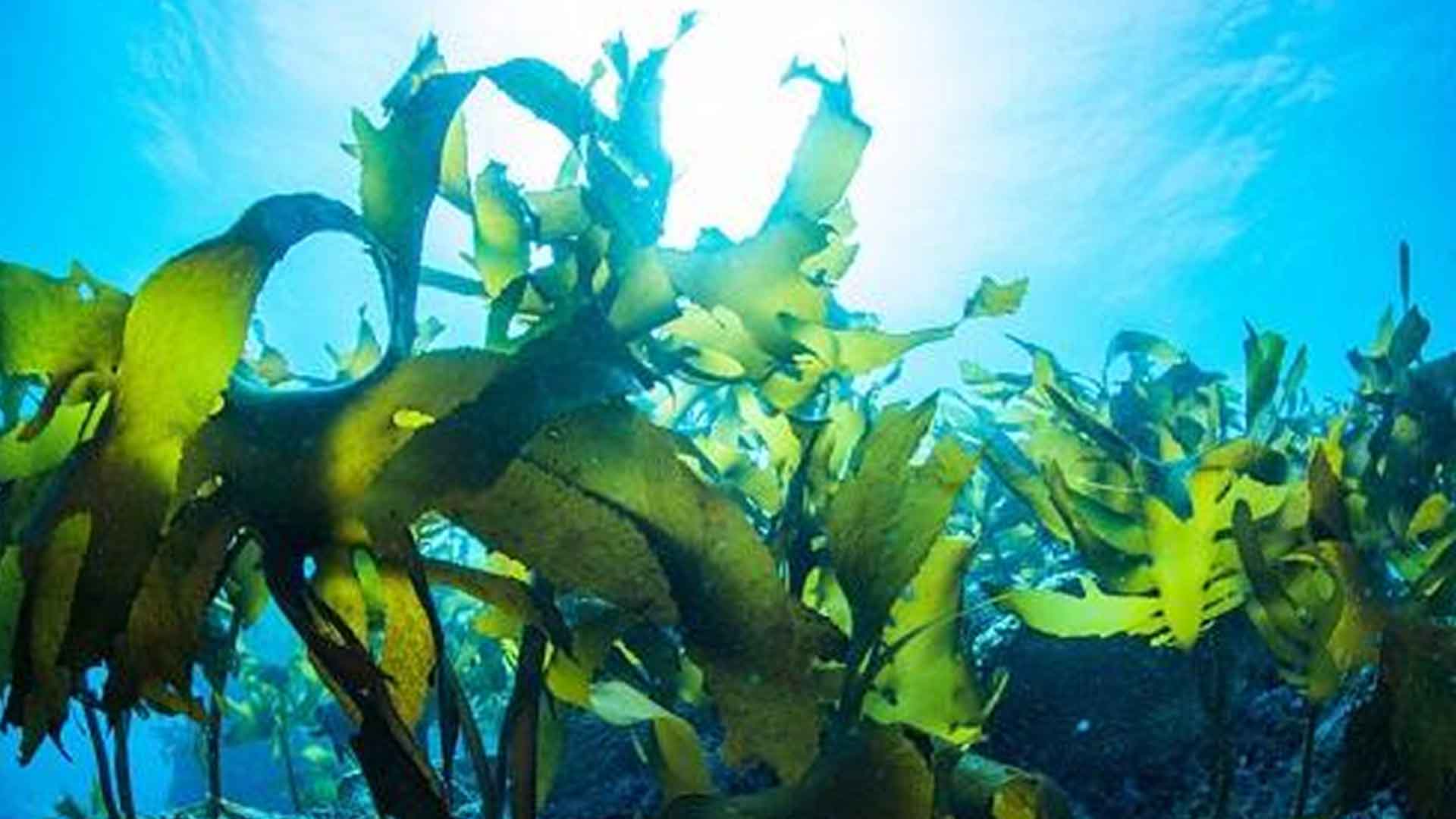 ノンコイルマットレスの素材の海藻の画像