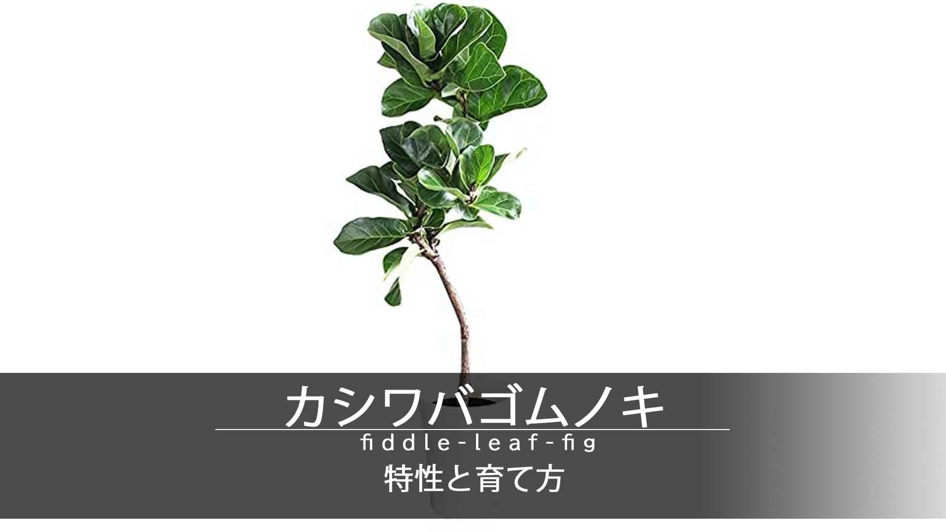 カシワバゴム(フィカス・リラータ)の特性と育て方 【MAISAKA】