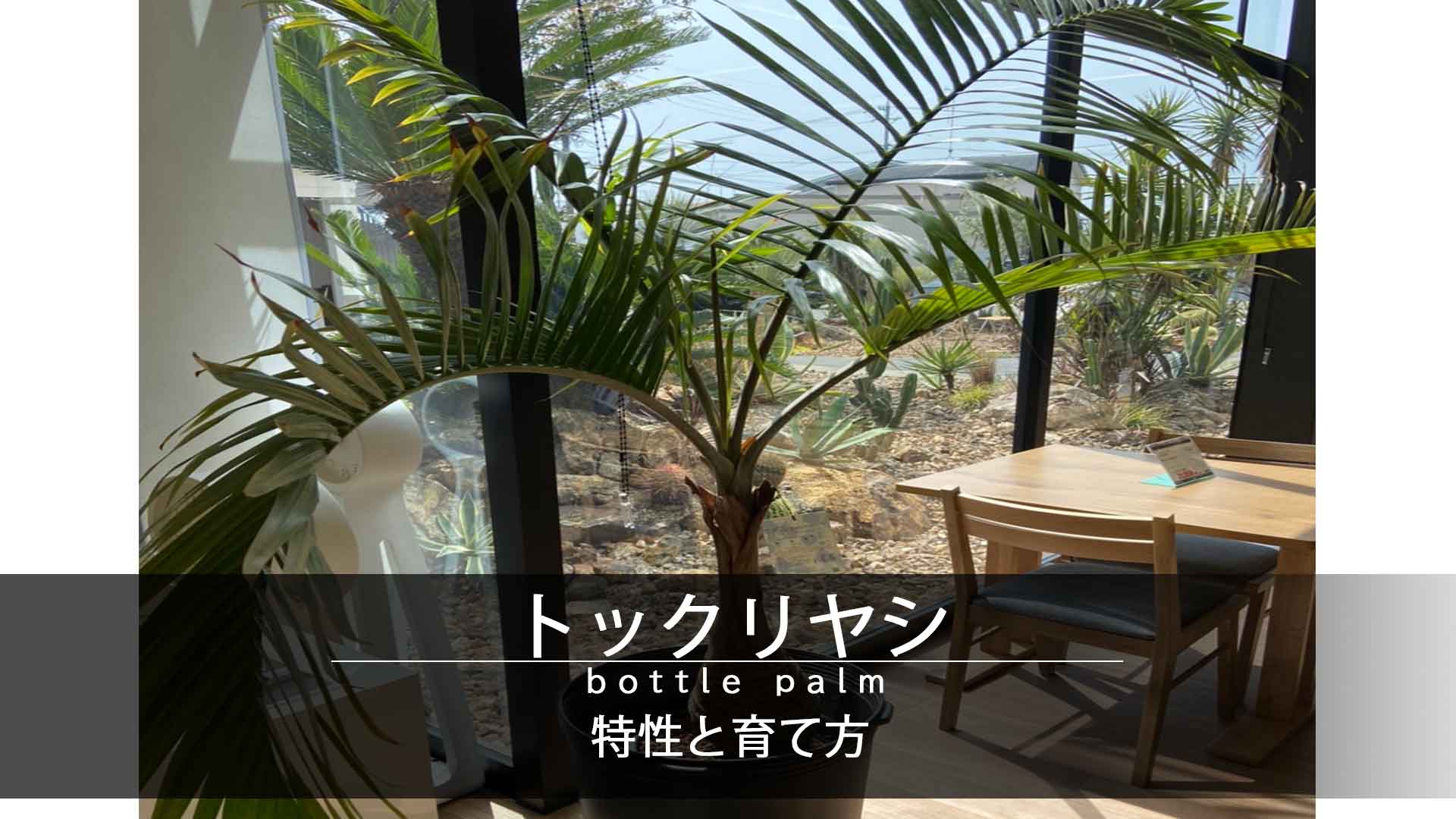 【大鉢】トックリヤシ｜2310入荷
